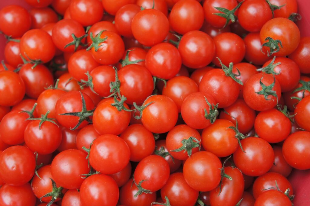 plantar tomates cherry