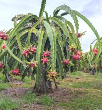 cómo plantar pitaya
